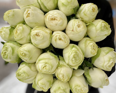 Роза Флорибунда "Pure Blonde" (Пур Блонд)