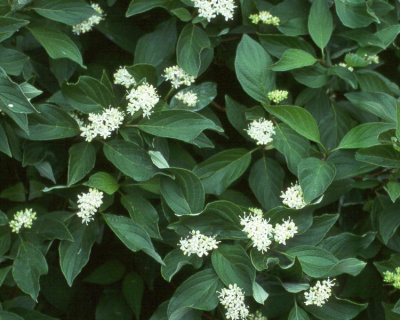 Дерен отпрысковый "Келси" (Kelsey)