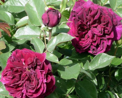 Роза Пионовидная «The Prince» (Принц)