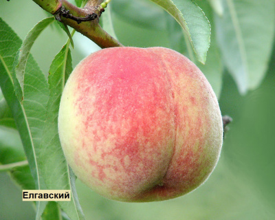Персик мультипрививка "Елгавский-Лойко 2"
