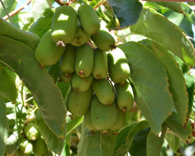 Актинидия Аргута "Киевская крупноплодная" (женская)