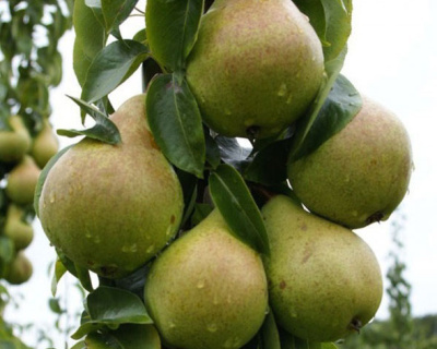 Груша колоновидная "Изумруд"