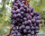 Виноград "КишМиш Юпитер"