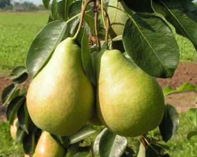 Груша колоновидная "Изумруд"