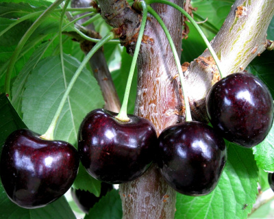 Вишня "Шоколадница"