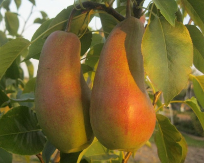 Груша колоновидная "Восторг"