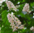 Конский каштан обыкновенный (Aesculus hippocastanum)