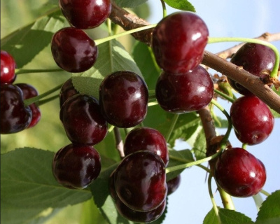 Вишня "Жуковская"