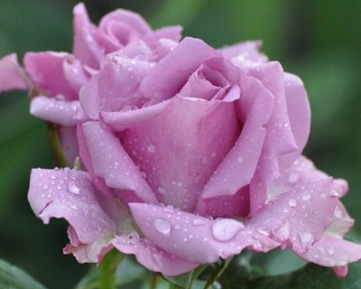 Роза Чайно-Гибридная «Cool Water» (Кул Вотер)