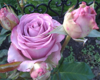 Роза Чайно-Гибридная «Cool Water» (Кул Вотер)