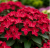 Вейгела гибридная «Ред Принц» (Weigela Red Prince)