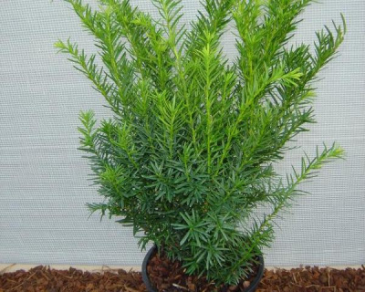 Тис средний "Денсиформис" (Densiformis)
