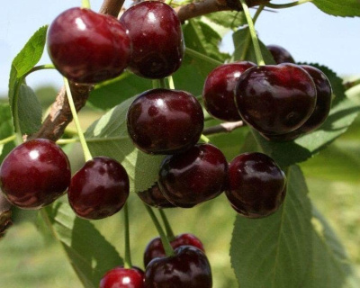 Вишня "Брюнетка"