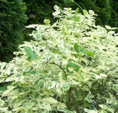 Чубушник "Вариегата" (Variegatus)
