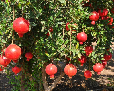 Гранат "Крымский полосатый"