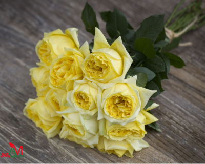 Роза Чайно-Гибридная "Toulouse Lautrec" (Тулуз Лотрек)