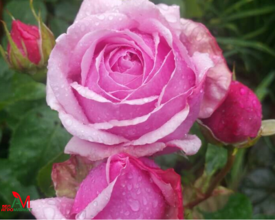 Роза Чайно-Гибридная "Jessika" (Джессика)