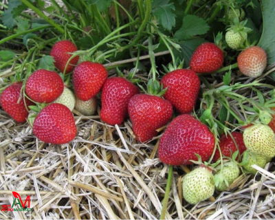 Клубника "Флоренс"