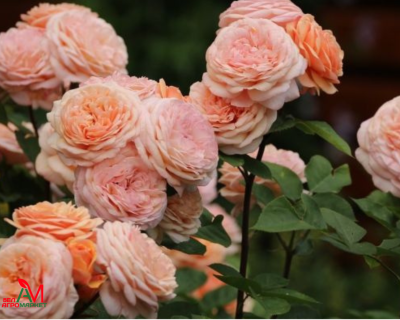 Английская Роза "Charles Austin" (Чарльз Остин)