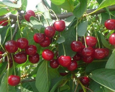 Вишня "Живица"