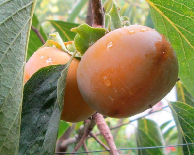 Хурма «Гора Говерла»