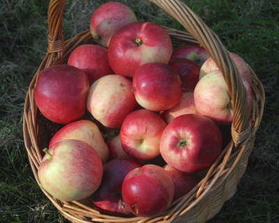 Яблоня "Афродита"