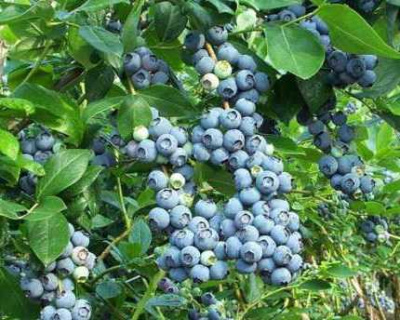 Голубика "Дабл (Duble)"