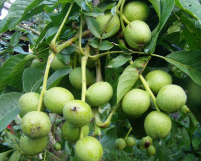 Грецкий орех "Память Минова"