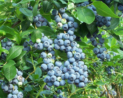 Голубика "Блюголд (Bluegold)"