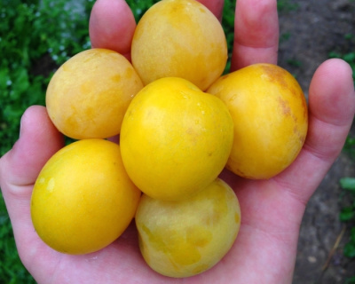 Алыча "Царская"