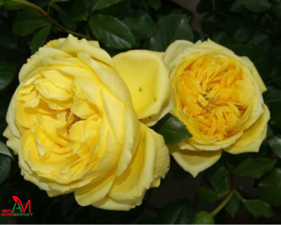 Роза Чайно-Гибридная "Toulouse Lautrec" (Тулуз Лотрек)