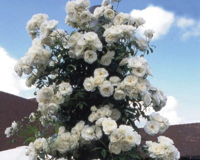 Роза плетистая "Schneewalzer" (Шнеевальцер) 