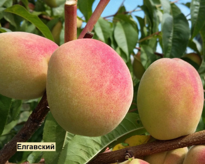 Персик мультипрививка "Елгавский-Лойко 2"
