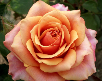 Роза Чайно-Гибридная "Cherry Brandy" (Черри Бренди)