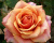 Роза Чайно-Гибридная "Cherry Brandy" (Черри Бренди)