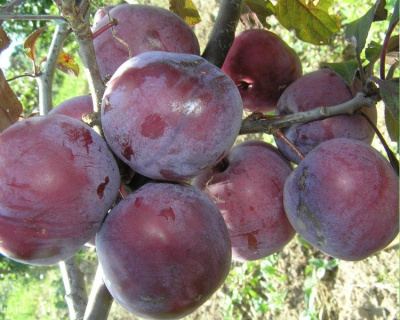 Алыча "Лама"