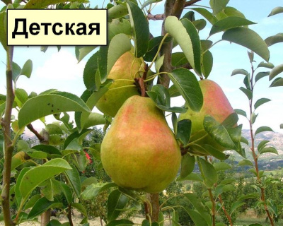 Груша мультипрививка "Детская-Чижовская"