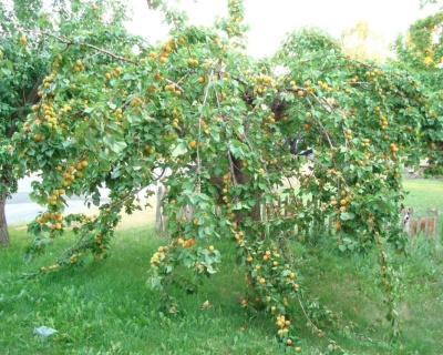 Абрикос "Ананасный"