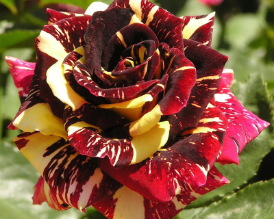 Роза Чайно-Гибридная "Аbracadabra" (Абракадабра)