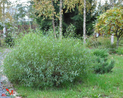 Ива пурпурная "Нана"