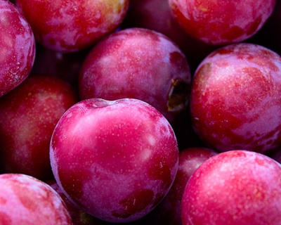 Алыча "Лама"