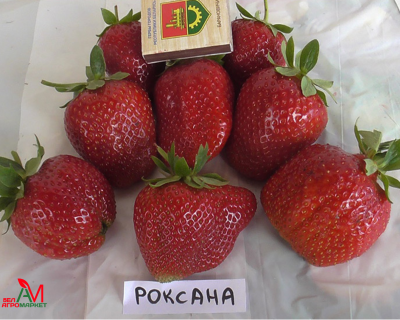 Клубника "Роксана"