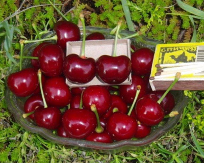 Вишня "Новодворская"