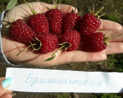 Малина "Бриллиантовая"
