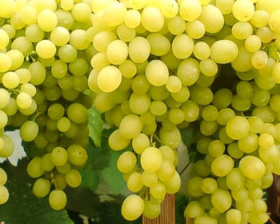 Виноград "КишМиш Белое пламя"