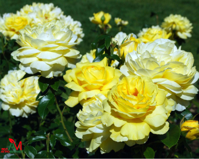 Роза Чайно-Гибридная "Toulouse Lautrec" (Тулуз Лотрек)