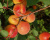 Абрикос "Августин"