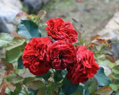 Роза Флорибунда "Insel Mainau" (Инзель Майнау)