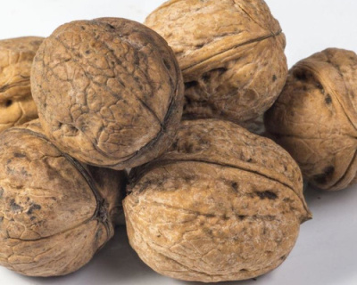 Грецкий орех "Садко"