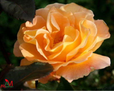 Роза Чайно-Гибридная "Whisky" (Виски)